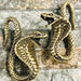 Brass Cobra Ear Weights PAIR-My Body Piercing Jewellery